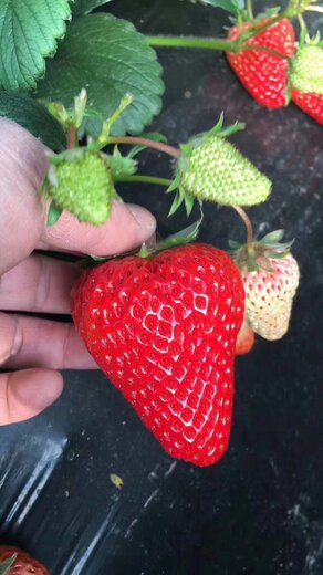 大棚草莓苗批发基地无病菌妙香三号草莓苗种植季节